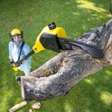 Best Lawn Mowing  in Whitney Point, NY