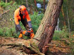 Whitney Point, NY Tree Removal Company