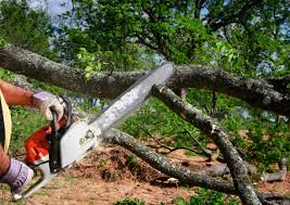 How Our Tree Care Process Works  in  Whitney Point, NY