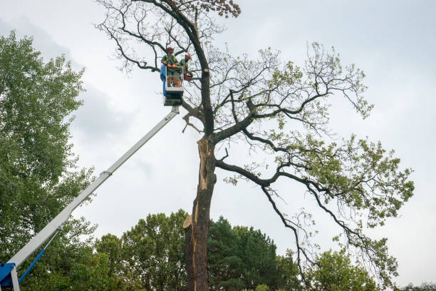 Best Tree Health Inspection  in Whitney Point, NY