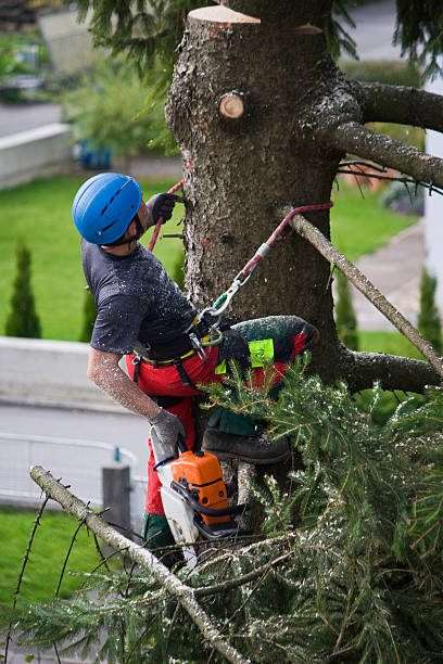 Best Storm Damage Tree Cleanup  in Whitney Point, NY