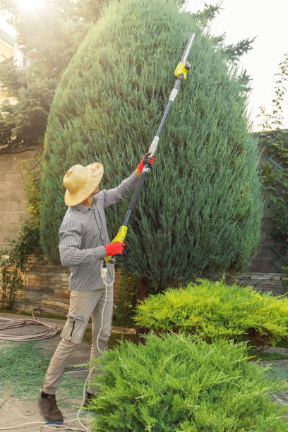 Best Hazardous Tree Removal  in Whitney Point, NY