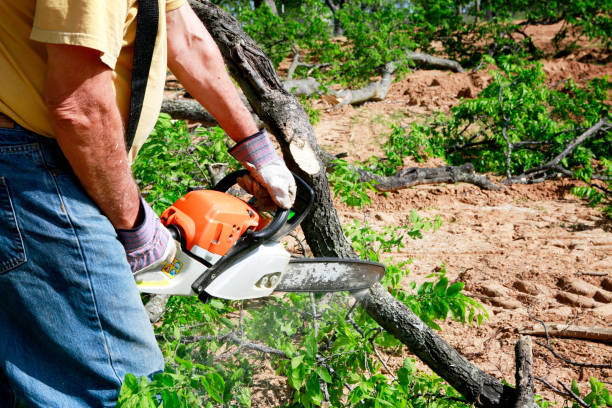 Best Tree Removal  in Whitney Point, NY